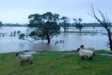 Sheep avoid floodwaters beside a large river.