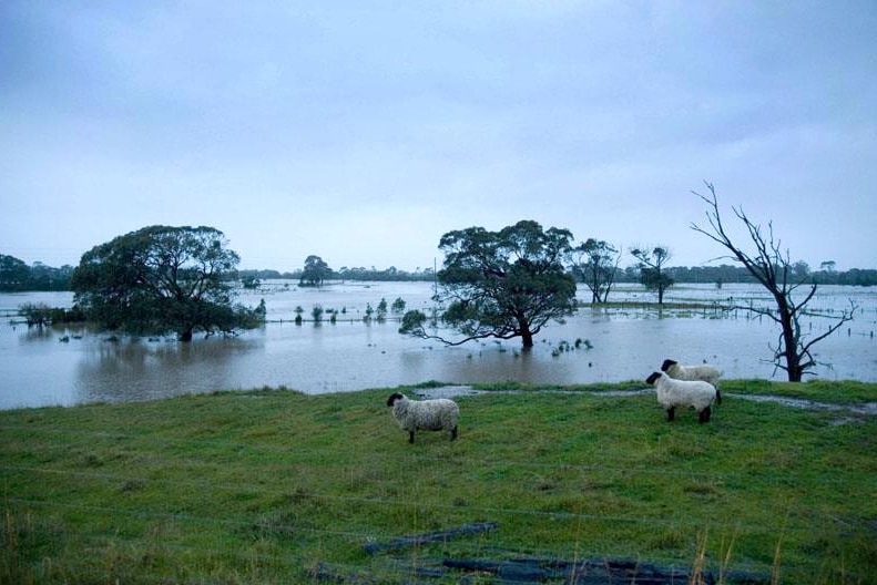 Sheep avoid floodwaters beside a large river.