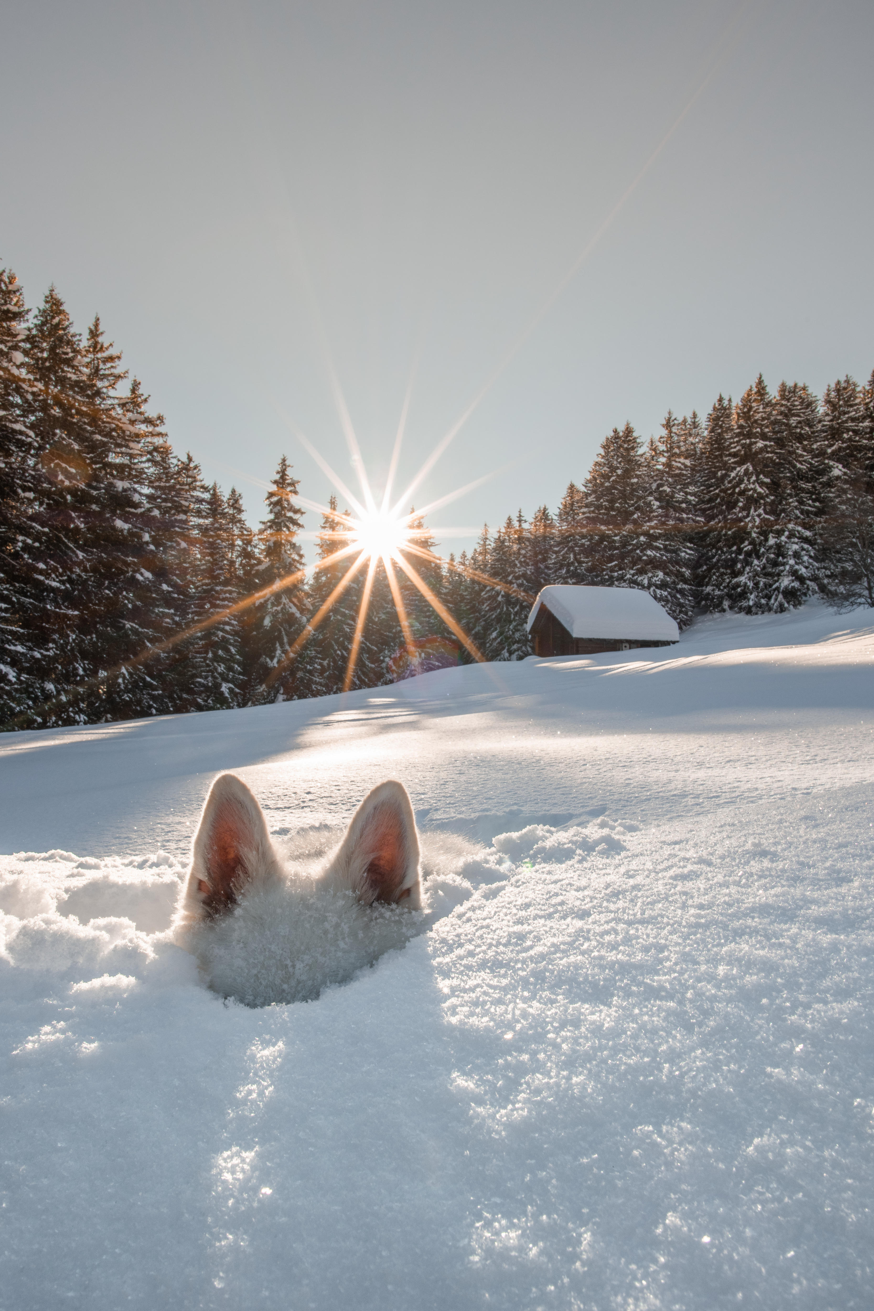 A white dog that only has his ears pocking out in the snow 