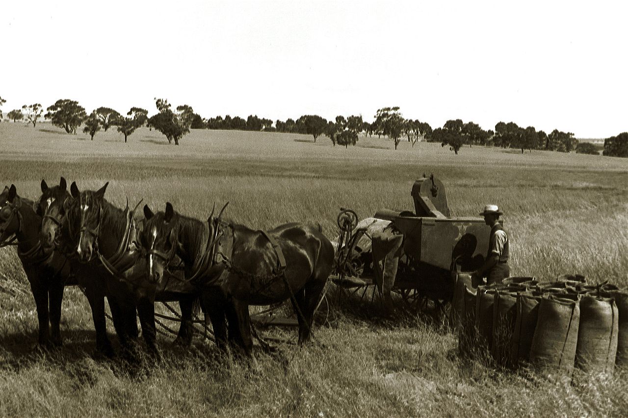 South Australia's agricultural history online - ABC News