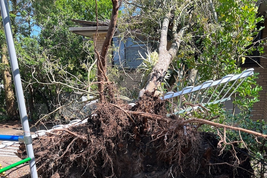 A tree, ripped out of the ground, lays on the roof of a nearby house
