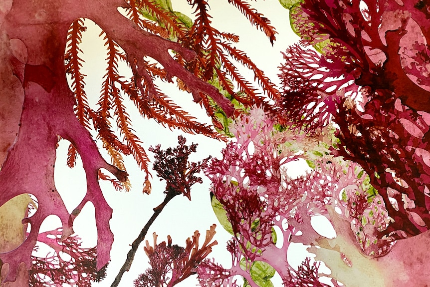 Deborah Wace seaweed print