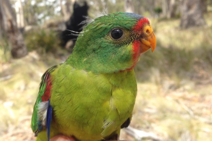 Young swift parrot.