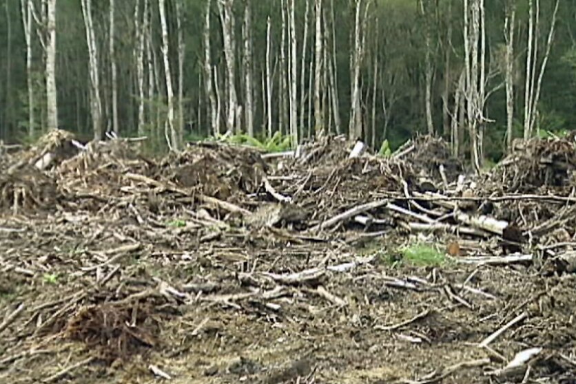 biomass woodwaste
