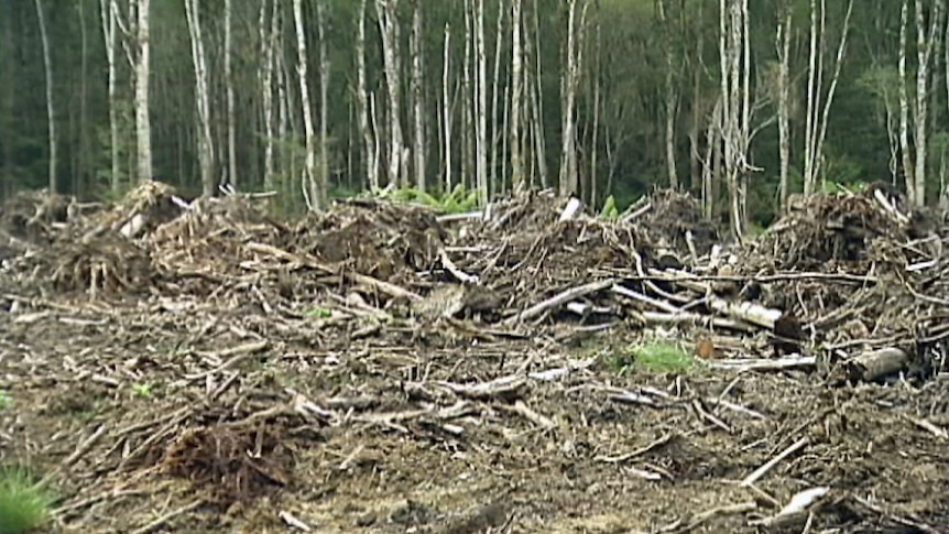 biomass woodwaste