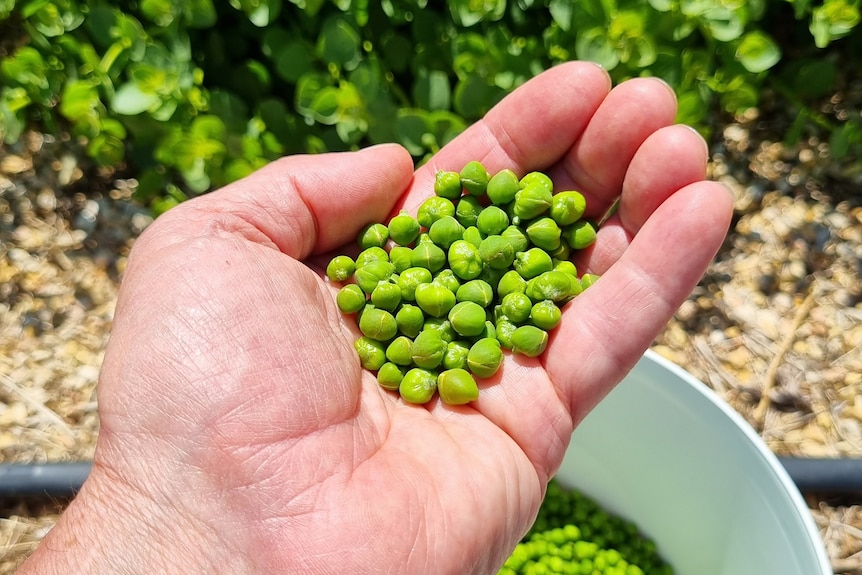 A close up of a handful of tiny bright green caper buds held by Heidi, who has fair-skin. 
