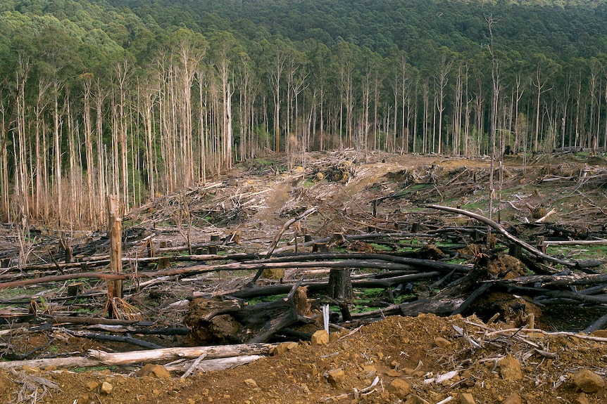 A forest behind a cleared section.