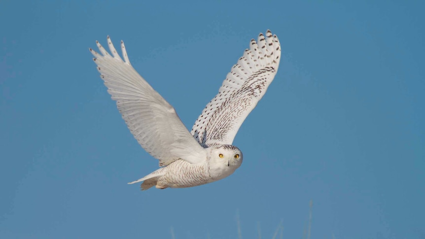 A white owl with yellow eyes with blue sky in the background.