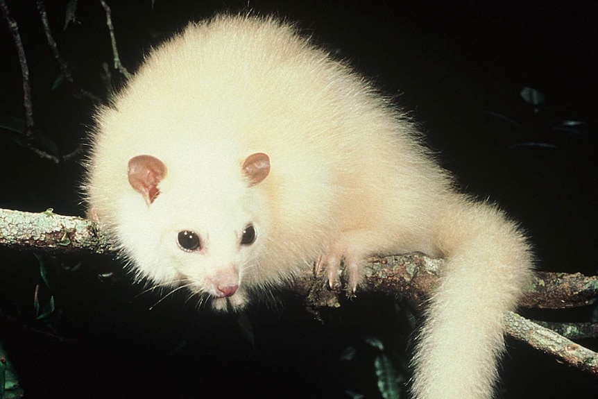 A white possum sits on a branch