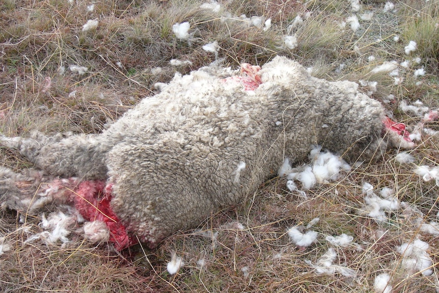 On one Monaro farm, domestic dogs killed 50 sheep in one night