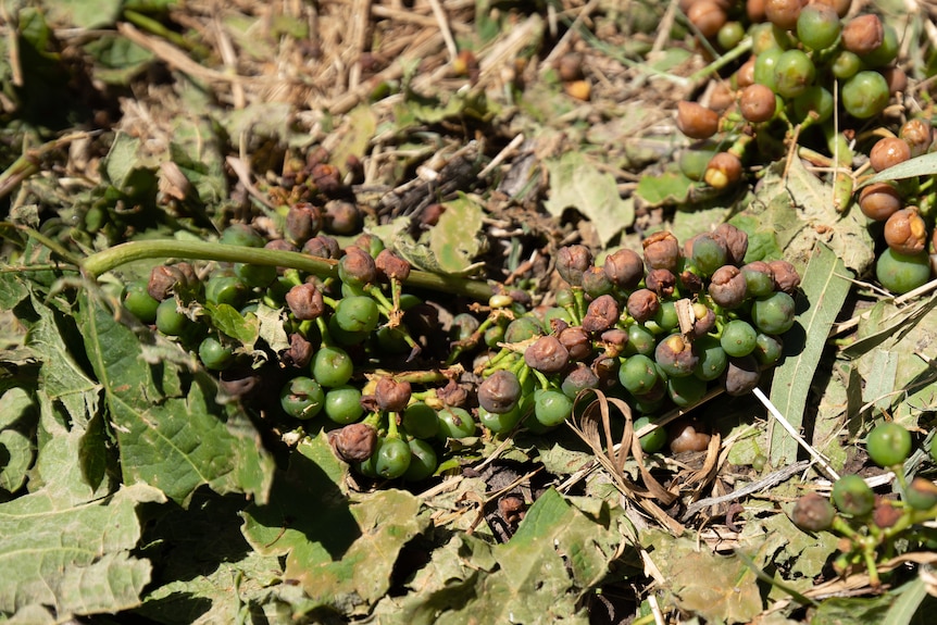 Damaged grapes on the ground.
