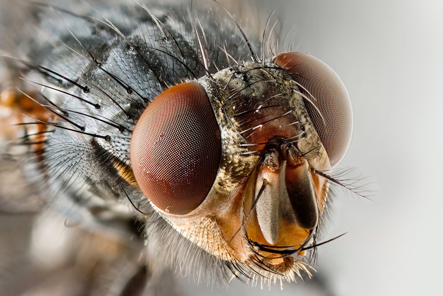 A close up portrait of a female blowfly.