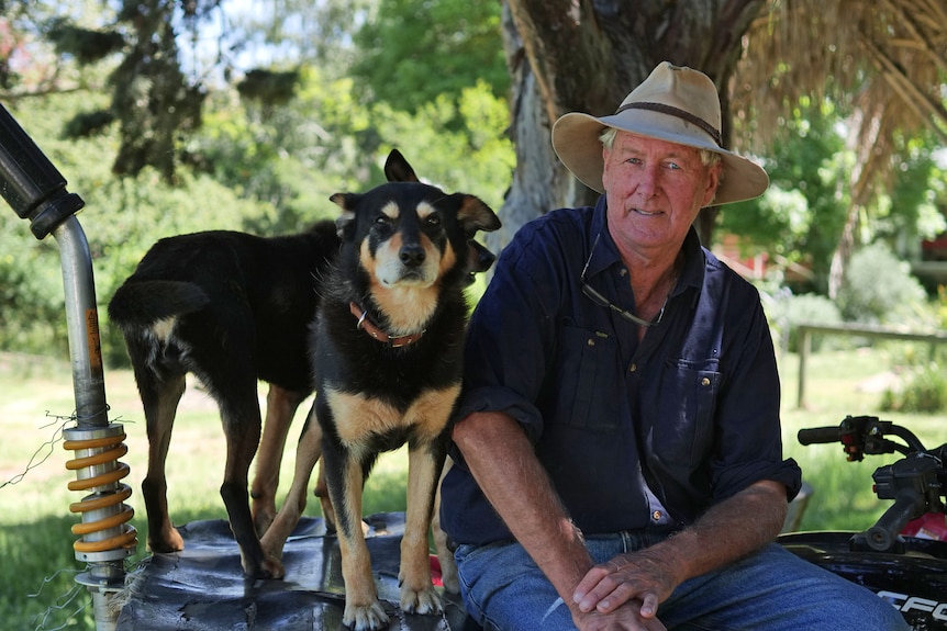 A man wearing a hat sits under a tree next to two dogs.