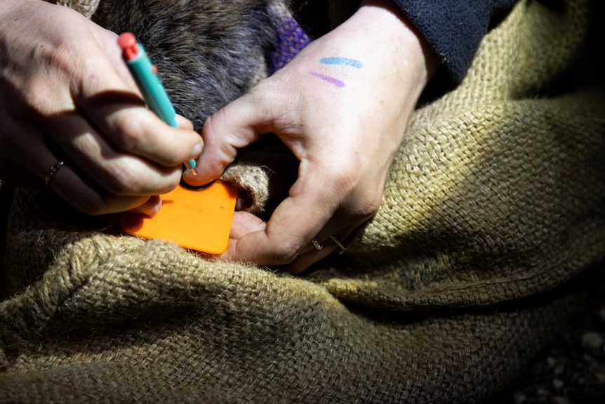 A close up of a person writing on an orange tag close to a wallaby
