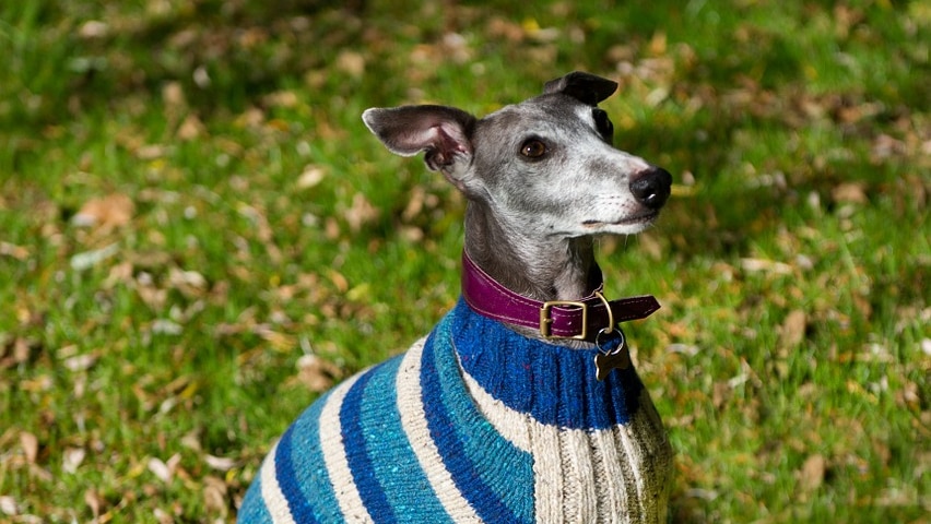 A whippet wearing a woollen jumper