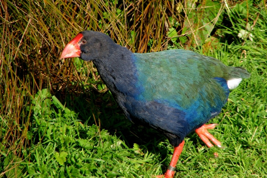 Takahe bird