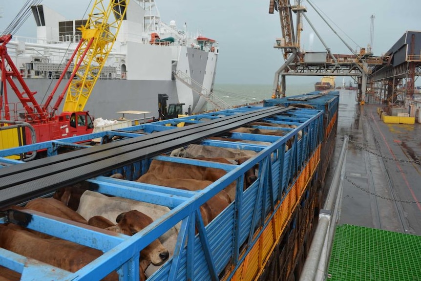 Cattle loaded in blue pens on a ship.