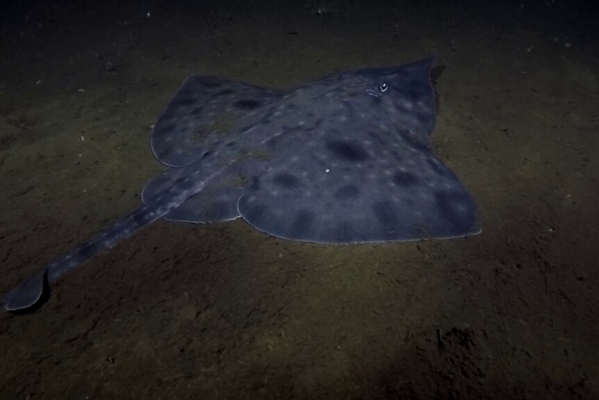 A maugean skate on the seafloor at night.