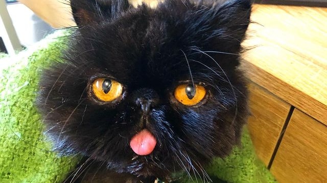 Black cat with yellow eyes and a pink tongue hanging out