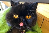 Black cat with yellow eyes and a pink tongue hanging out