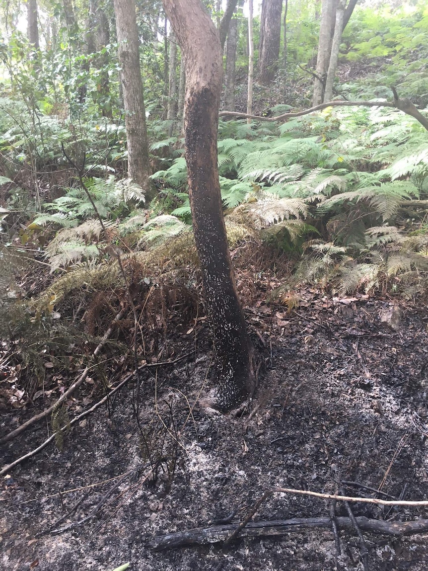 Charred earth at the base of a tree, with ferns behind.