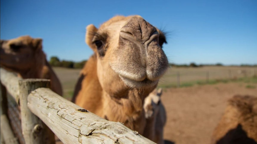 A camel behind a wooden fence. The camera angle makes the camel look as though it's smiling.