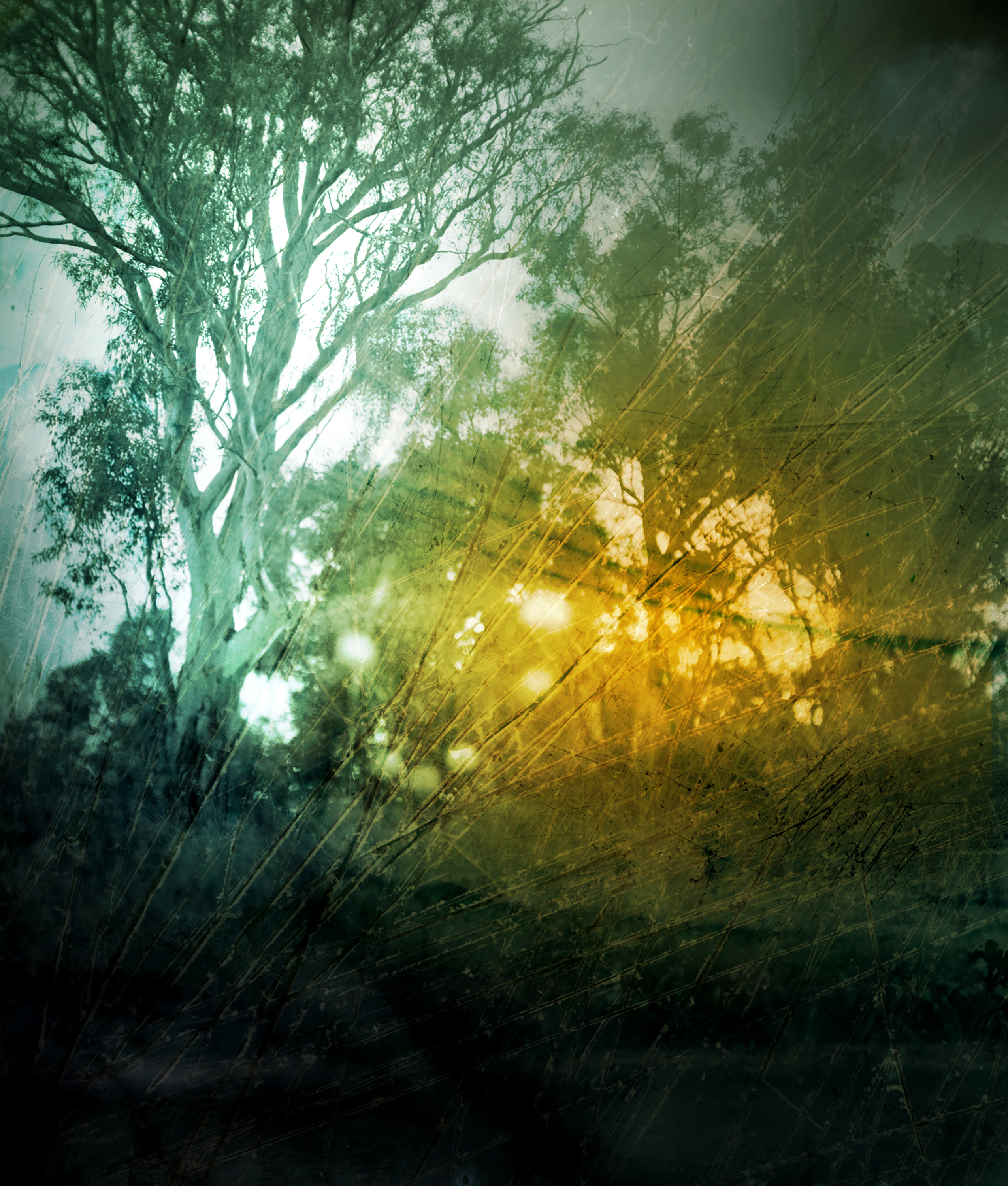An image of gum trees with a yellow and blue tint