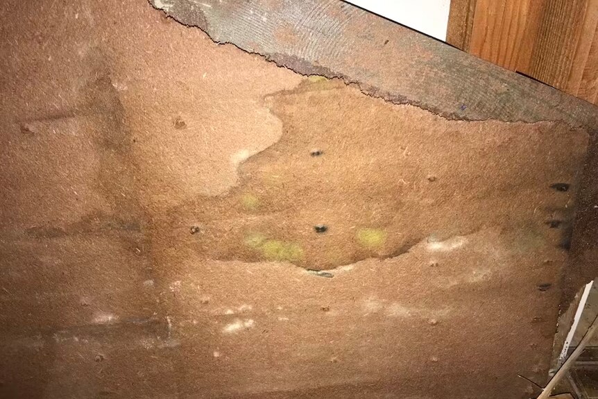 A photo shows spots of yellow mould growing on some timber