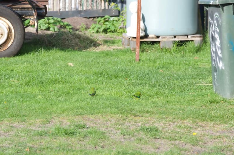 Orange-bellied parrots in a Cockle Creek backyard