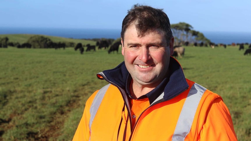 male in hi-vis stands in lush paddock with cows grazing behind him