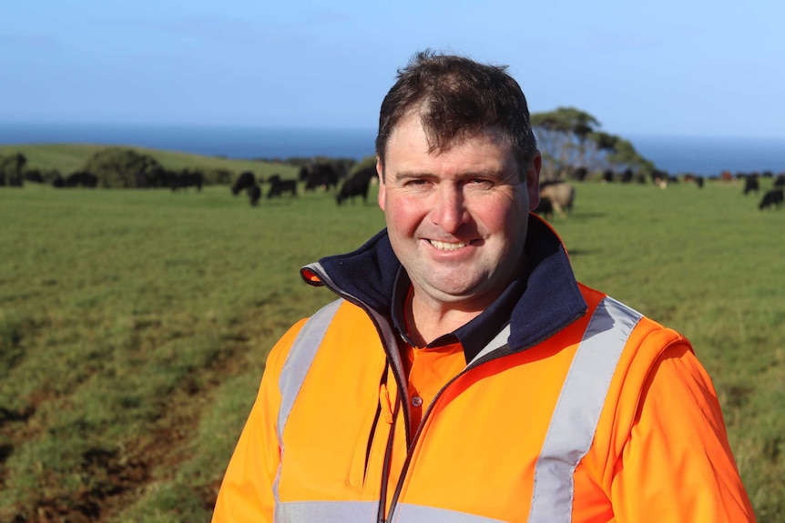 male in hi-vis stands in lush paddock with cows grazing behind him