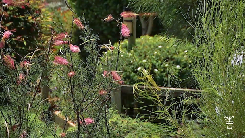 Garden filled with flowering Australian native plants