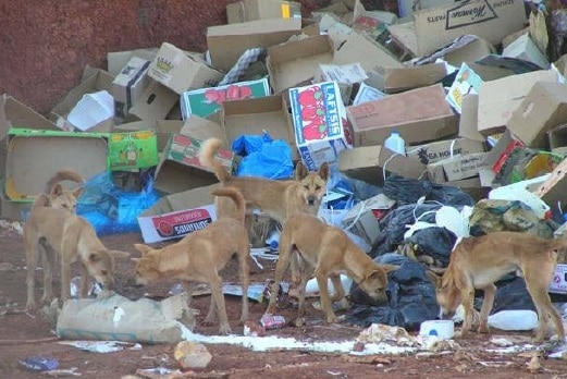 Tanami dingoes among purest in Australia