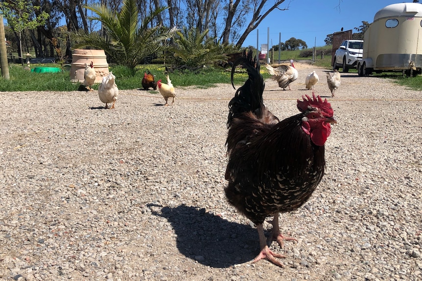 Eight roosters strut along a stone driveway with one brown one close up.