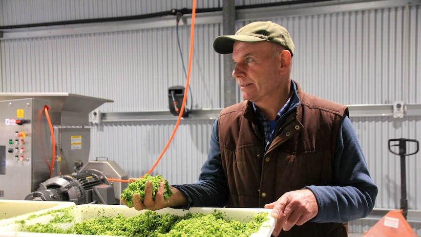 A man puts his hand in a large container of crushed brussels sprouts inside a warehouse.