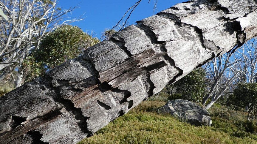 Markings and other damage on a tree trunk