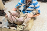 A greyhound gets a cuddle