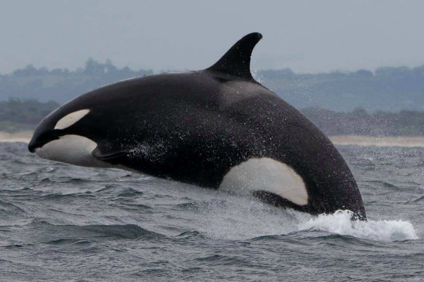 A killer whale breaching.