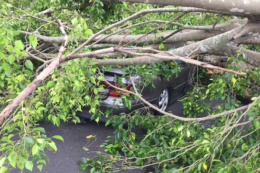 A fallen fig tree crushing a car