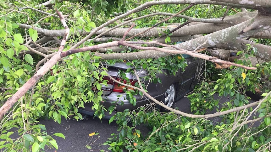 A fallen fig tree crushing a car