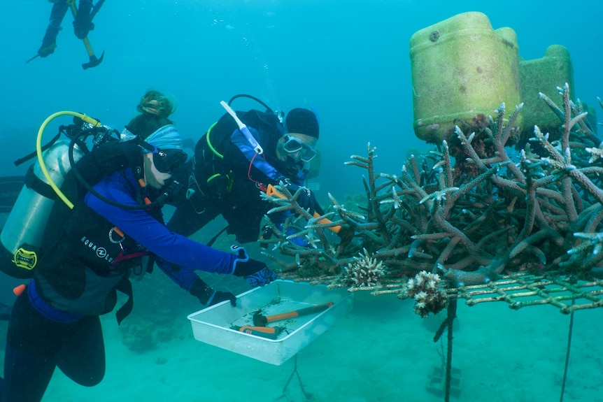 Two people under the water wearing scuba gear replant coral