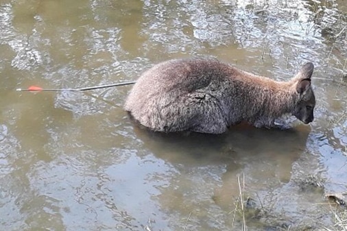 Wallaby with an arrow through its backside.