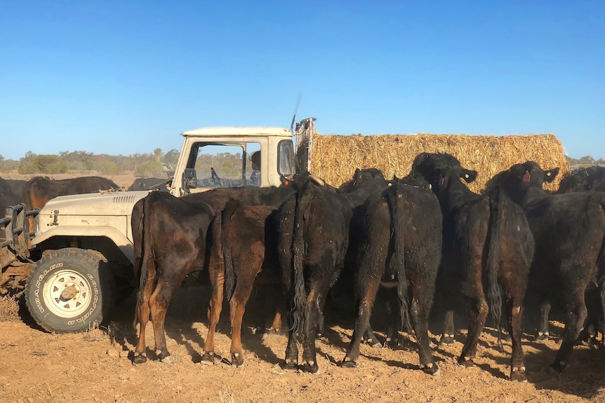 An old ute with feed on the back, the cattle feeding off the tray.