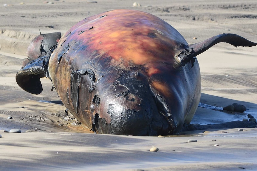 Bloated, dead whale lying on sand