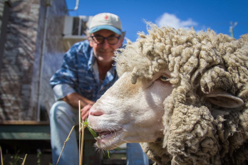 John Pollard sits with his backyard sheep nibbles.