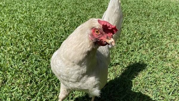 a white chicken with red facial features
