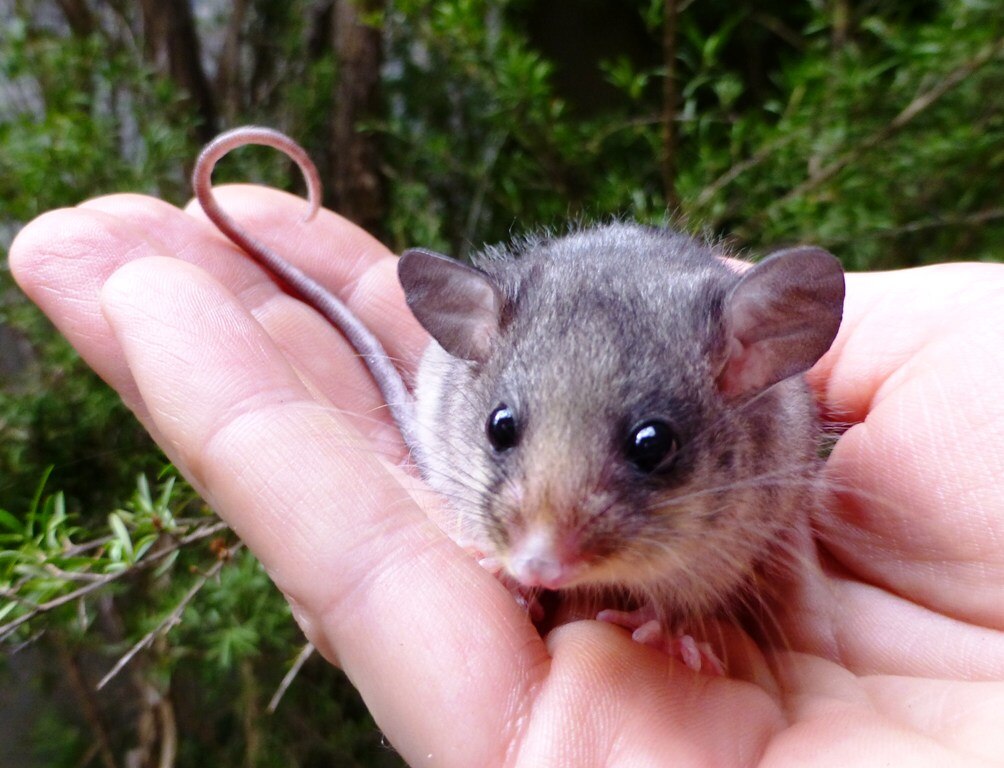 Fighting Extinction Abc Listen