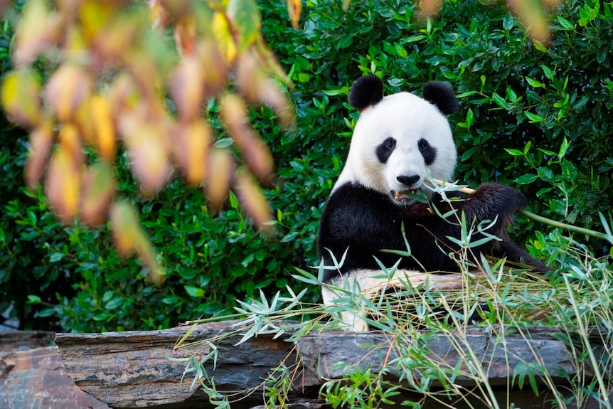 Wang Wang at Adelaide Zoo