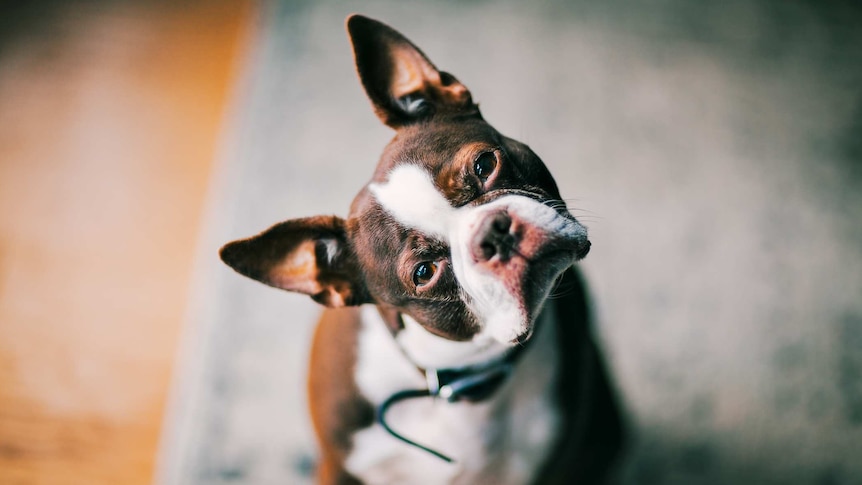 Boston Terrier with his head tilted to one side