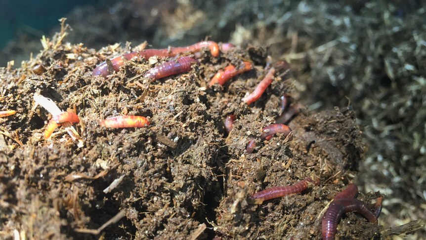Worms at a worm farm on Queensland's Sunshine Coast